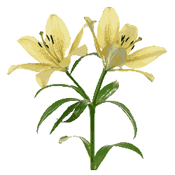 Lilien